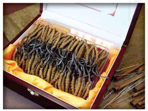 五营冬虫夏草回收?